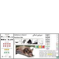 گونه خفاش سروتین شمالی Northern Bat 